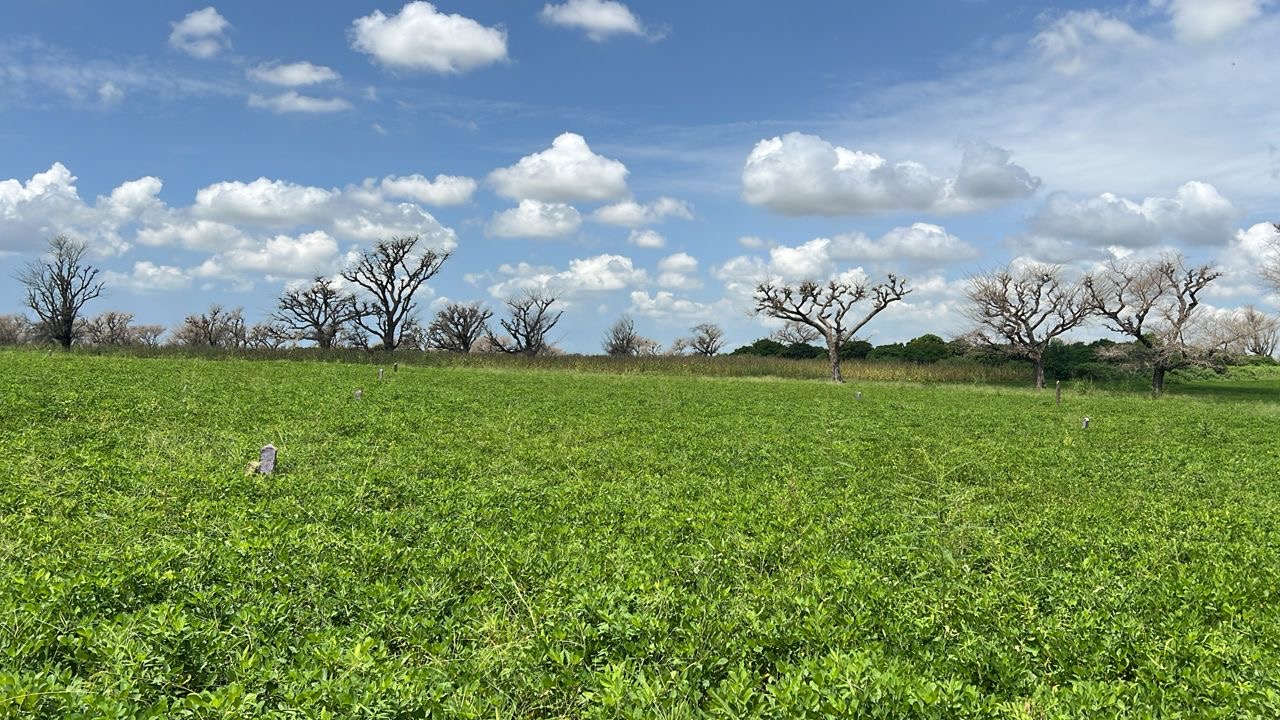 Terrain de 600m² à vendre à Malicounda