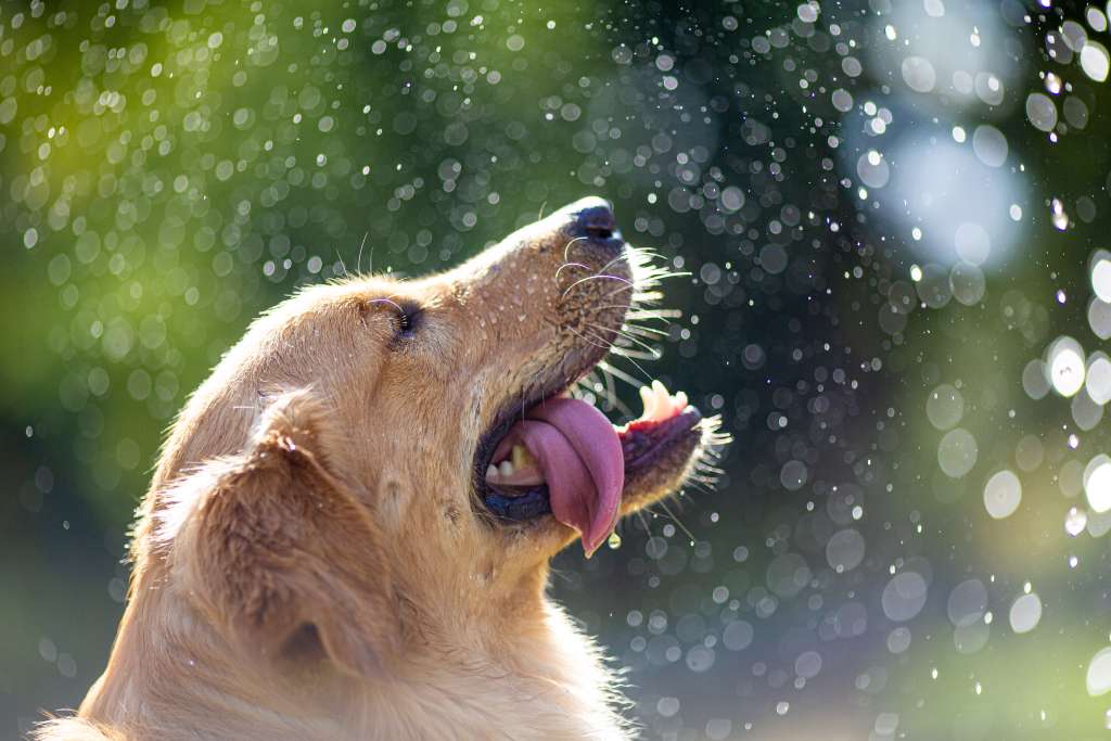Petit chien brillant