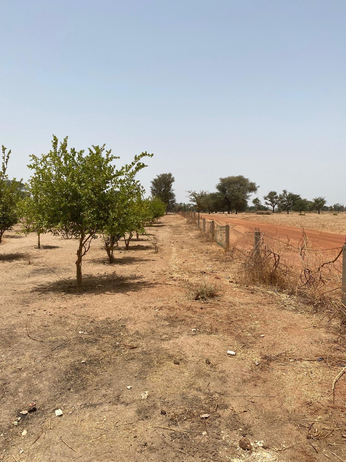 Terrain de 1 hectare à vendre à Sandiara Sénégal