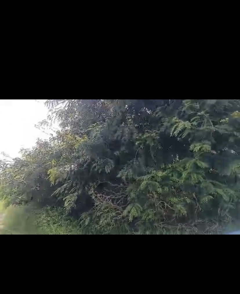 Champ de 4 hectares à vendre à Ndofane Sénégal