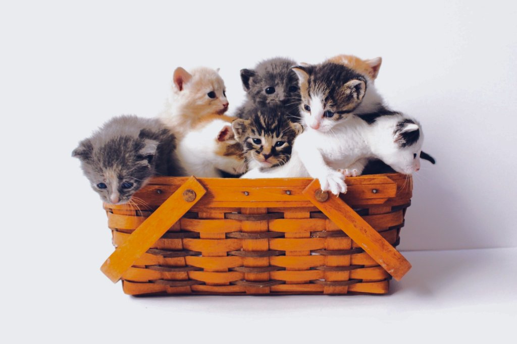 Petits chatons