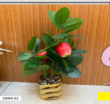 Composition florale OSMA-63 Or pour le pot