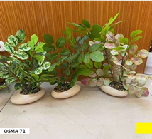 Objet déco OSMA-71 Pots beige crème
